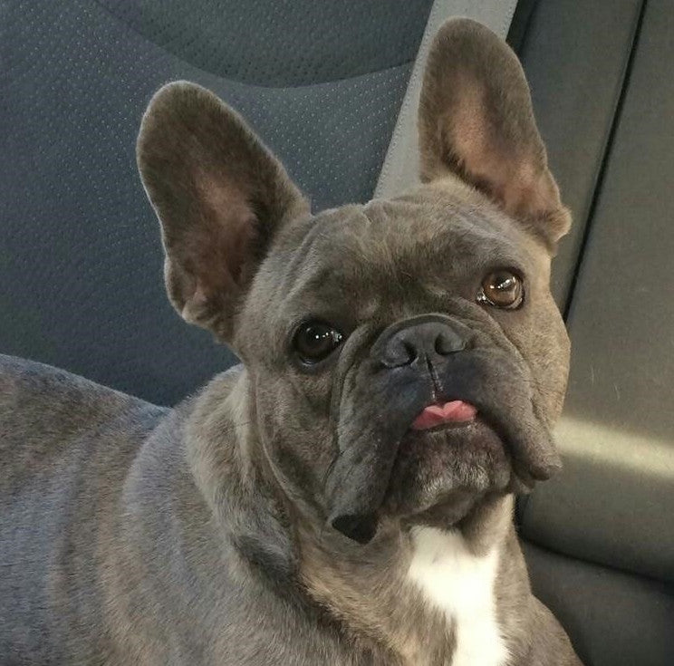 french bulldog